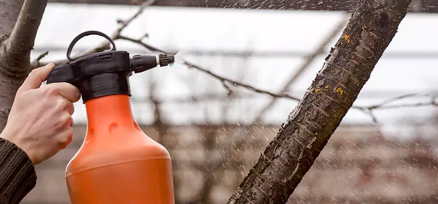 Orange Oil Structural Cavity Treatment in Estero