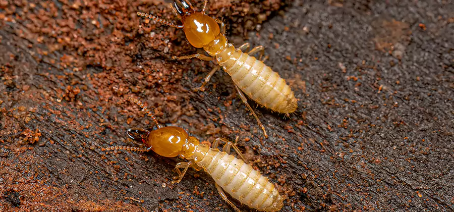 Natural Ant Hill Killer Treatment in Estero