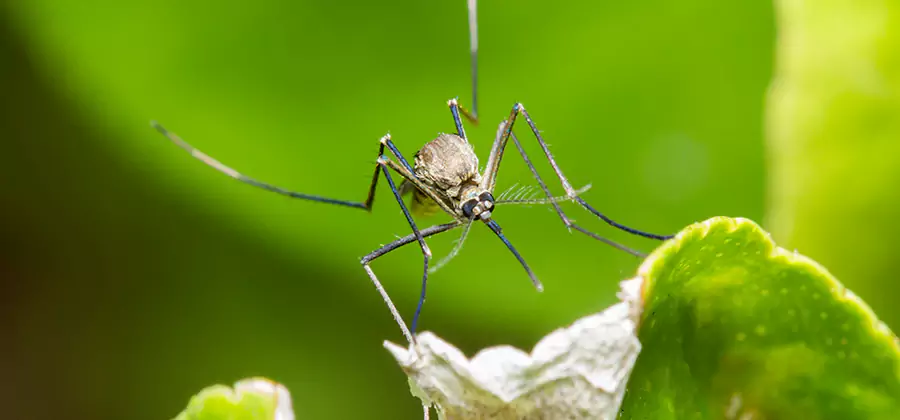 Natural Outdoor Mosquito Repellent in Estero