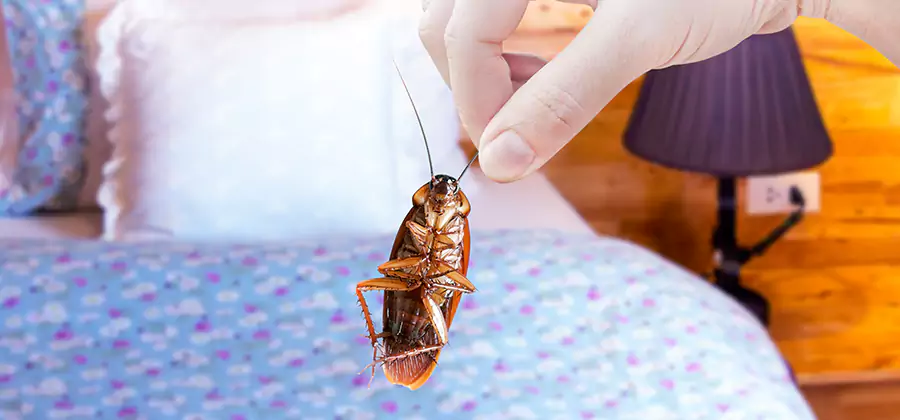 Bed Bug Inspection in Estero