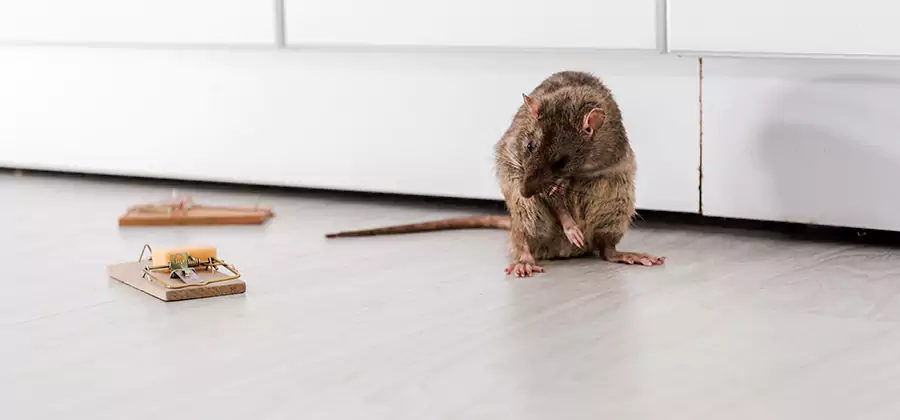 Rat Baiting Removal Service in Estero