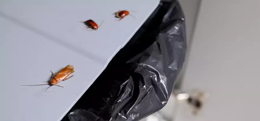 German Roach Pest Control in Estero