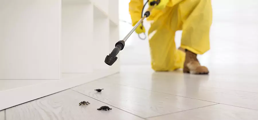Roach and Bed Bug Exterminator in Estero