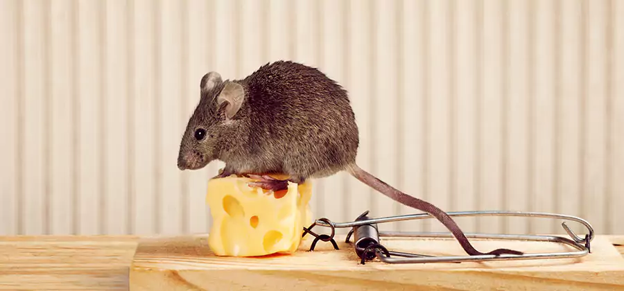 Commercial Rodent Exclusion Services in Estero