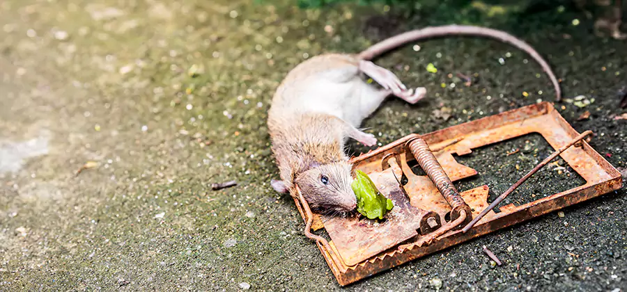 Rat Trapping in Estero