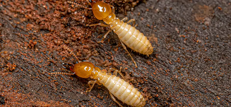 Sentricon Residential Termite Control in Estero
