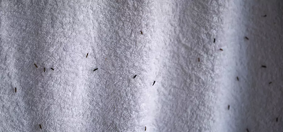 Small Black Ants in Bathroom Treatment in Estero