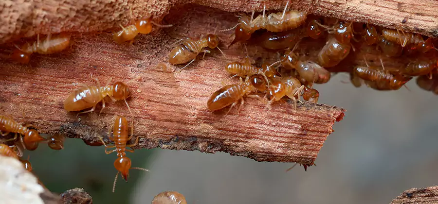 Perimeter Soil Termite Treatment in Estero