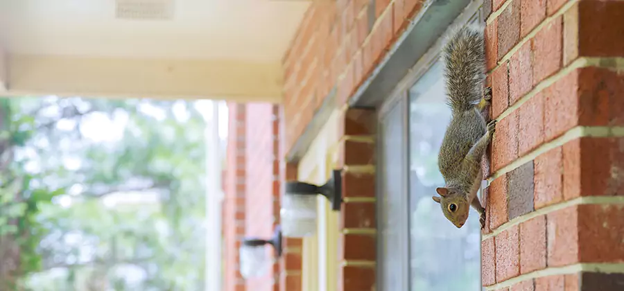 Squirrel Inside Walls Removal in Estero
