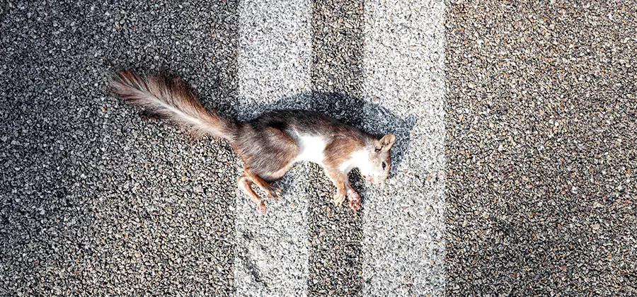 Dead Squirrel Removal in Estero
