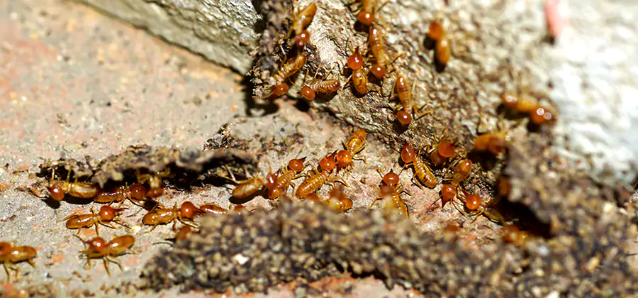 Wood Treatment and Localized Termite Solutions in Estero