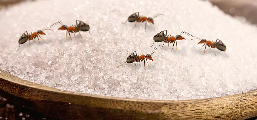 Indoor Sugar Ant Treatment in Estero