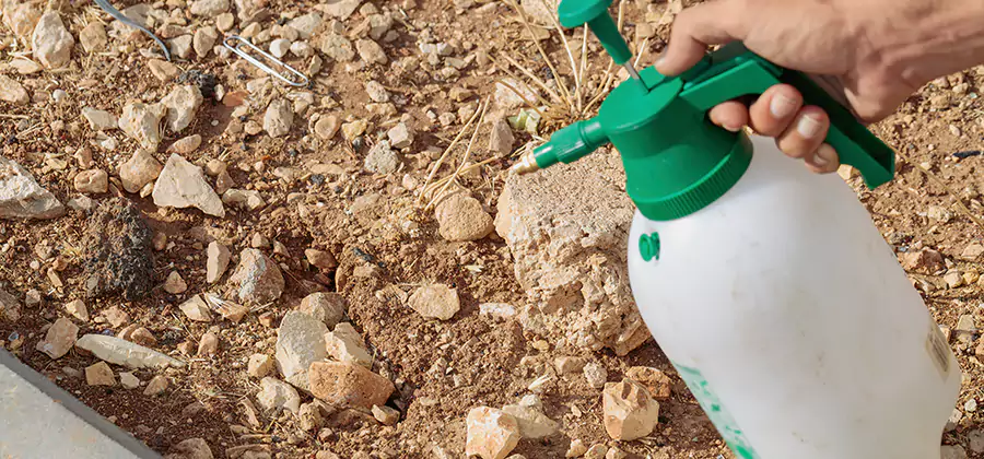 Heat Treatment Termite Cost in Estero