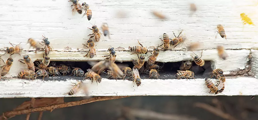 Residential Termite Fumigation in Estero
