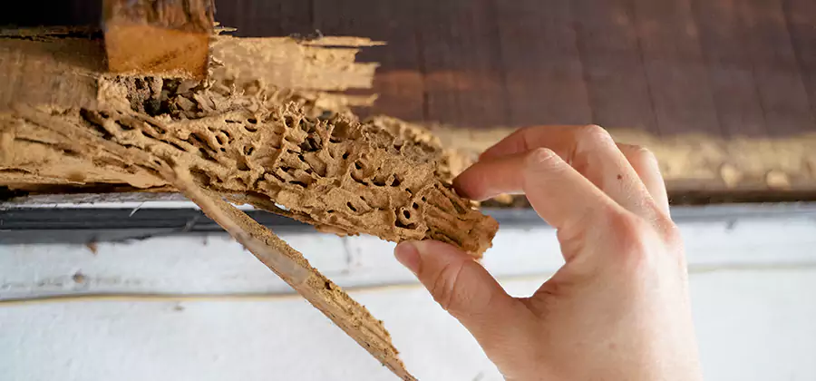 Pre-Purchase Termite Inspection in Estero