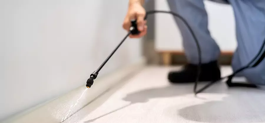 Direct Termite Injection Treatment in Estero