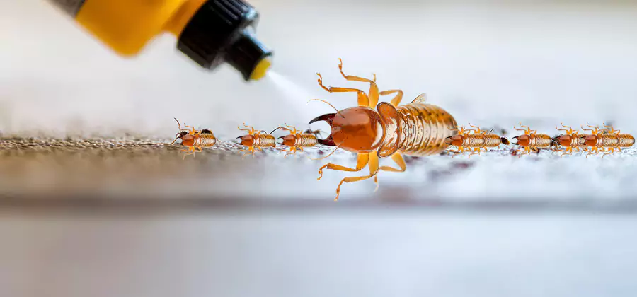 Foundation Termite Spraying Control in Estero