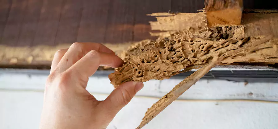 Pre-Construction Termite Treatment in Estero