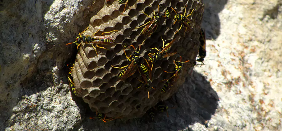 Wasp Nest in Tree Removal Estero