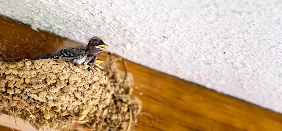 Bird Removal From House in Estero