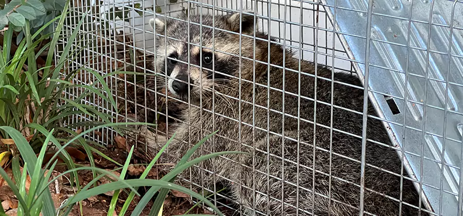 Wildlife Relocation Services in Estero
