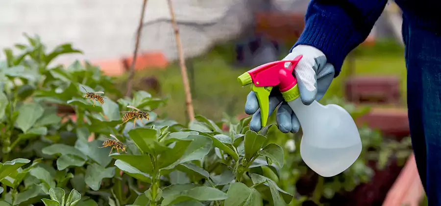 Yellow Jacket Pest Removal for Commercial Properties in Estero