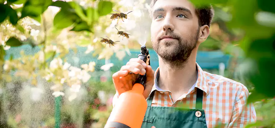 Yellow Jacket Wasp Removal in Estero