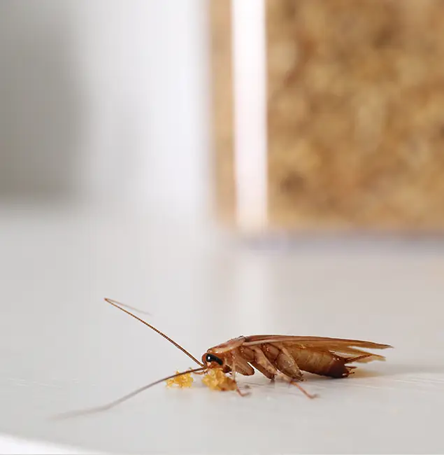 Why Estero Pest Control Pro Stands Out in Estero, FL?