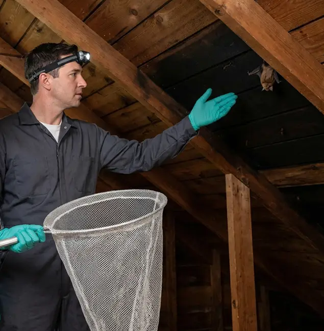 Why Estero Pest Control Pro Is the Right Choice in Estero, FL?