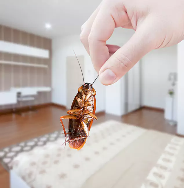Why Estero Pest Control Pro Stand Out for Bed Bug Fumigation in Estero, FL?