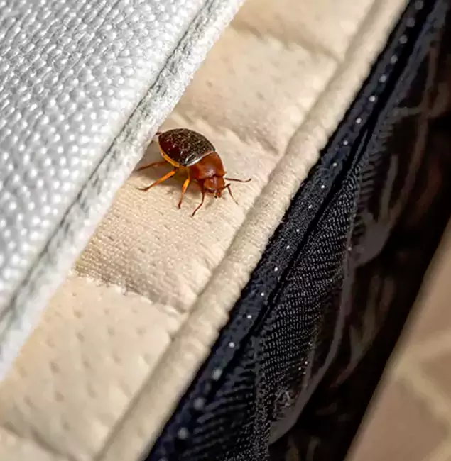 Why Choose Estero Pest Control Pro for Bed Bug Treatment at Home in Estero, FL?