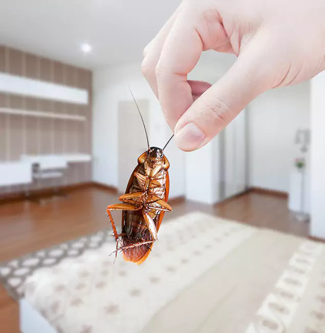 Why Estero Pest Control Pro Stand Out For Bed Bug Inspection in Estero, FL?