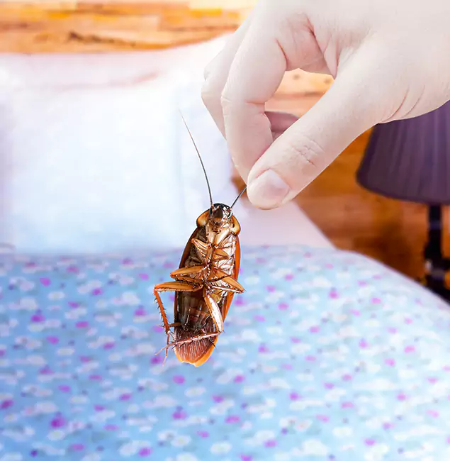 Why Choose Estero Pest Control Pro for Bed Bug Treatment in Estero, FL?