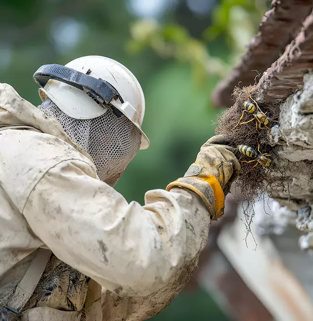 Why Estero Property Owners Choose Estero Pest Control Pro for Bee Exterminator?
