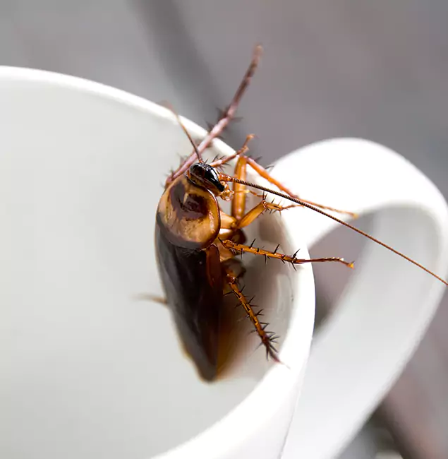 Why Estero, FL Residents Trust Estero Pest Control Pro for Cockroach Fumigation?