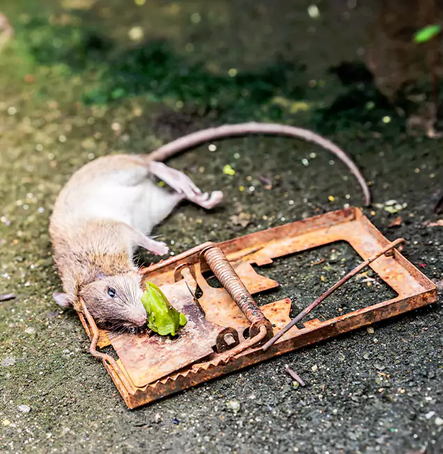 Why Estero, FL Homeowners Trust Estero Pest Control Pro for Rodent Removal?