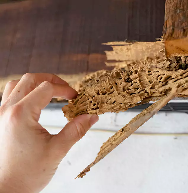 Why Choose Estero Pest Control Pro in Estero, FL?