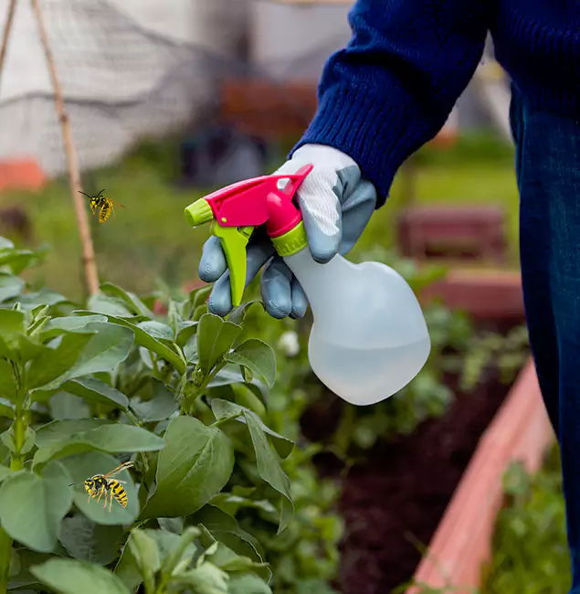 Why Estero Homeowners Choose Estero Pest Control Pro for Honey Bee Removal?