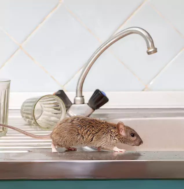 Why Estero, FL Trusts Estero Pest Control Pro for Humane Rodent Control?
