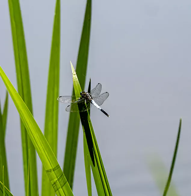 Why Estero Families Trust Estero Pest Control Pro for Mosquito Prevention?