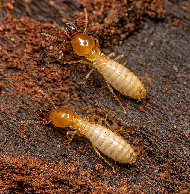 Why Choose Estero Pest Control Pro for Termite Treatment Without Tenting in Estero, FL?