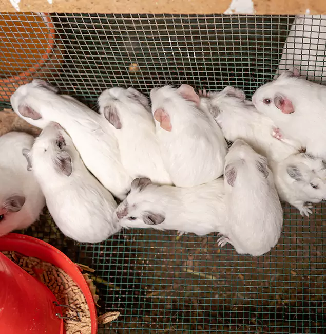 Why Choose Estero Pest Control Pro for Rat Infestation in Estero, FL?