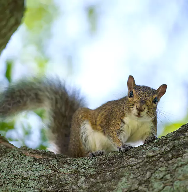 Why Estero, FL Relies on Estero Pest Control Pro for Squirrel Pest Control?