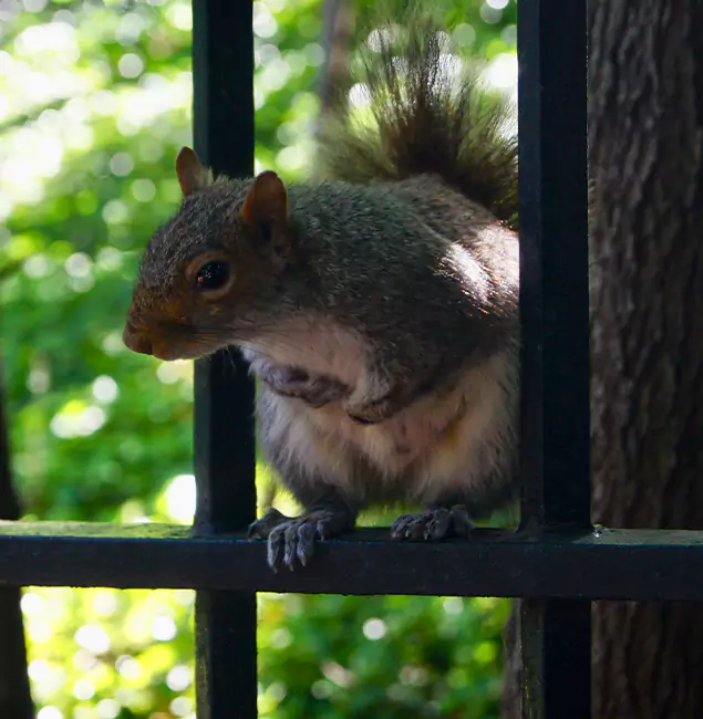 Why Estero, FL Chooses Estero Pest Control Pro for Squirrel Removal?