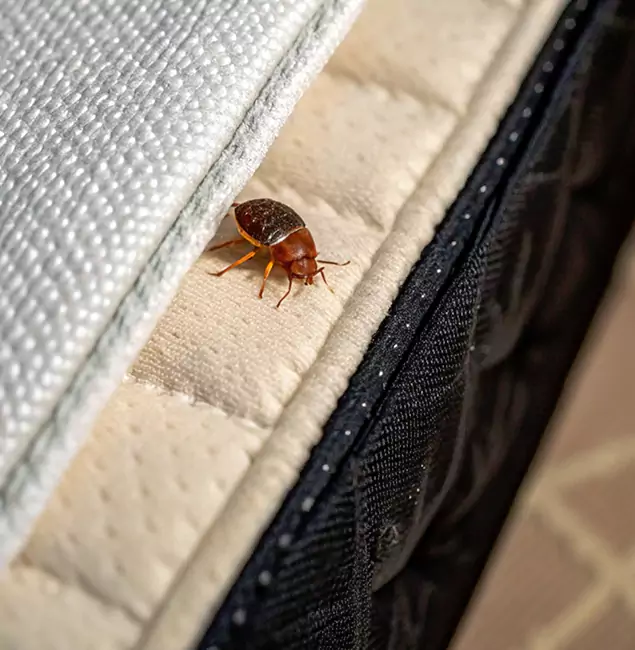 Why Estero Homeowners Trust Estero Pest Control Pro for Tick Treatment?