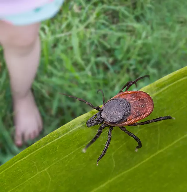 Why Estero Homeowners Choose Estero Pest Control Pro for Tick Extermination?