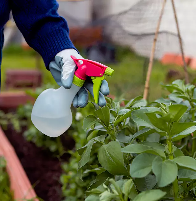 Why Estero Relies on Estero Pest Control Pro for Wasp Control Services?