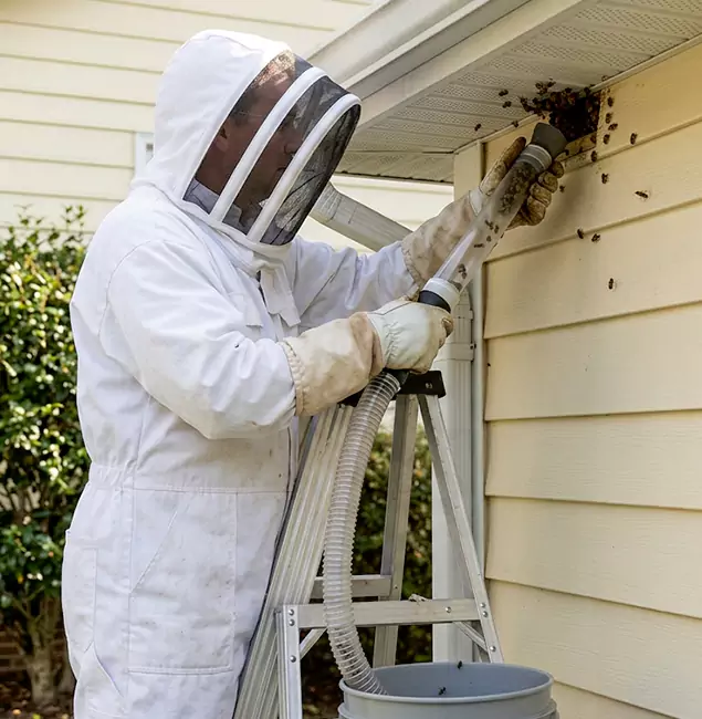 Why Estero Trusts Estero Pest Control Pro for Wasp Control?