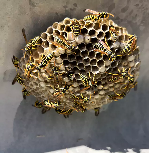 Why Estero Chooses Estero Pest Control Pro for Wasp Control Services?