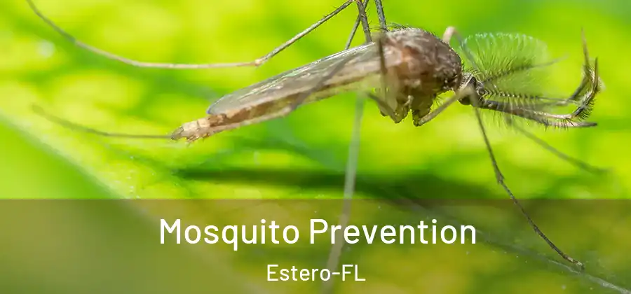 Mosquito Prevention Estero-FL